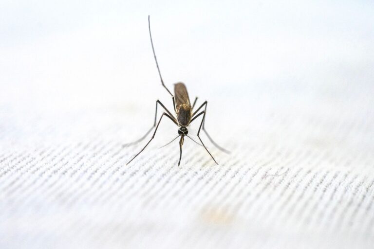 Mosquito pousado sobre um tecido branco